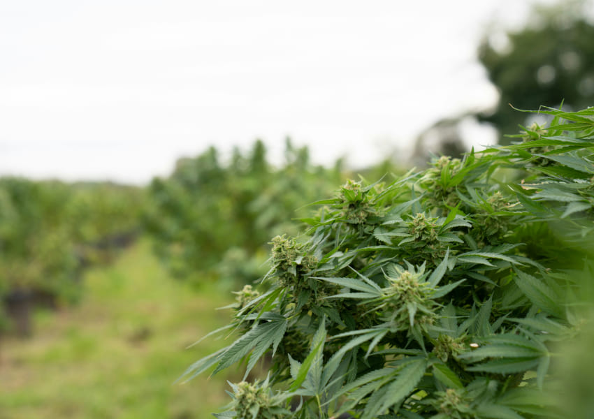Flowering cannabis plants in an outdoor field