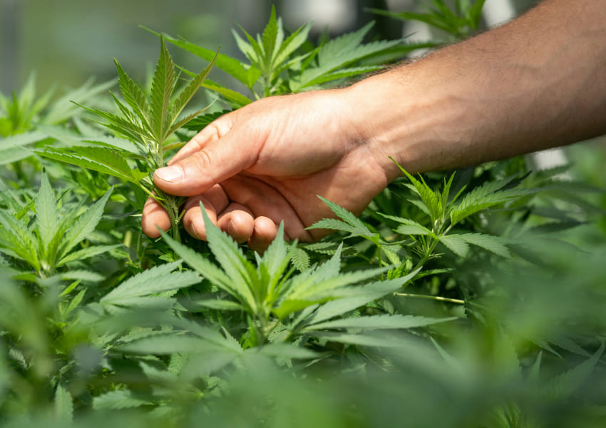 Person examining cannabis leaves