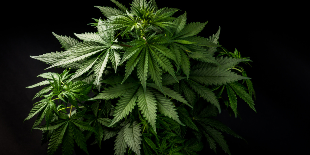 Mission Dispensaries | How Long Does A Cannabis High Last?