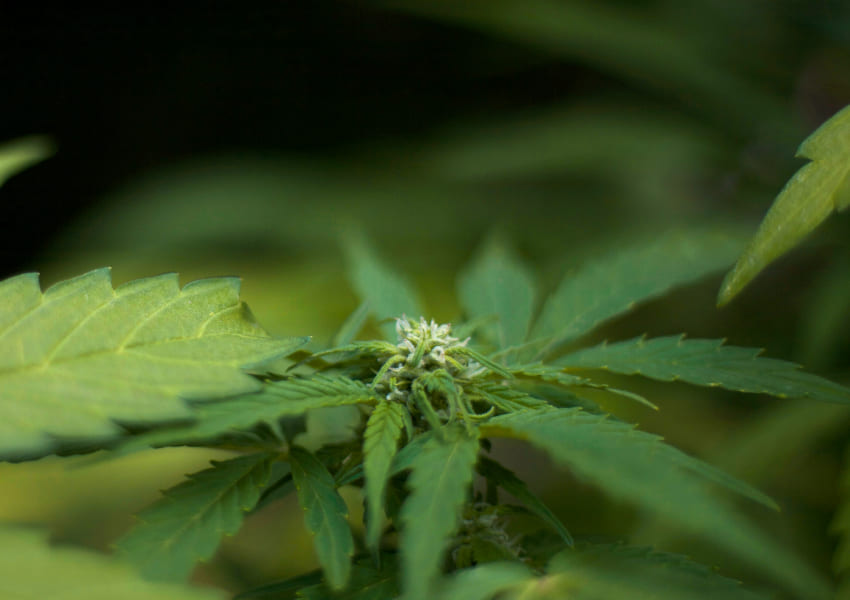 Close-up of a flowering cannabis plant