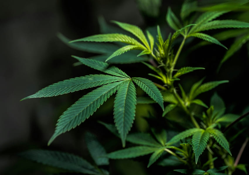 Close-up of green cannabis leaves