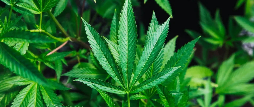 Close up of Green Cannabis Plant