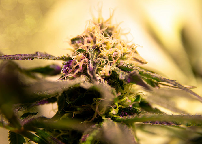 Close-up of Purple Punch strain plant with vibrant green leaves