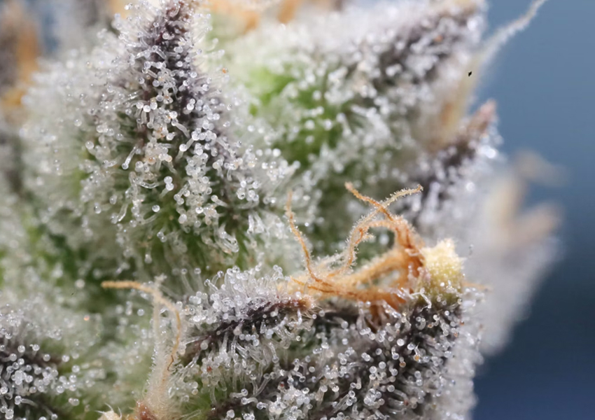 Macro view of cannabis flower covered in crystal-like trichomes