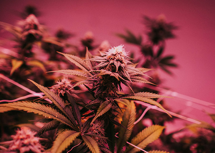 Purple Punch strain plants against a vibrant background