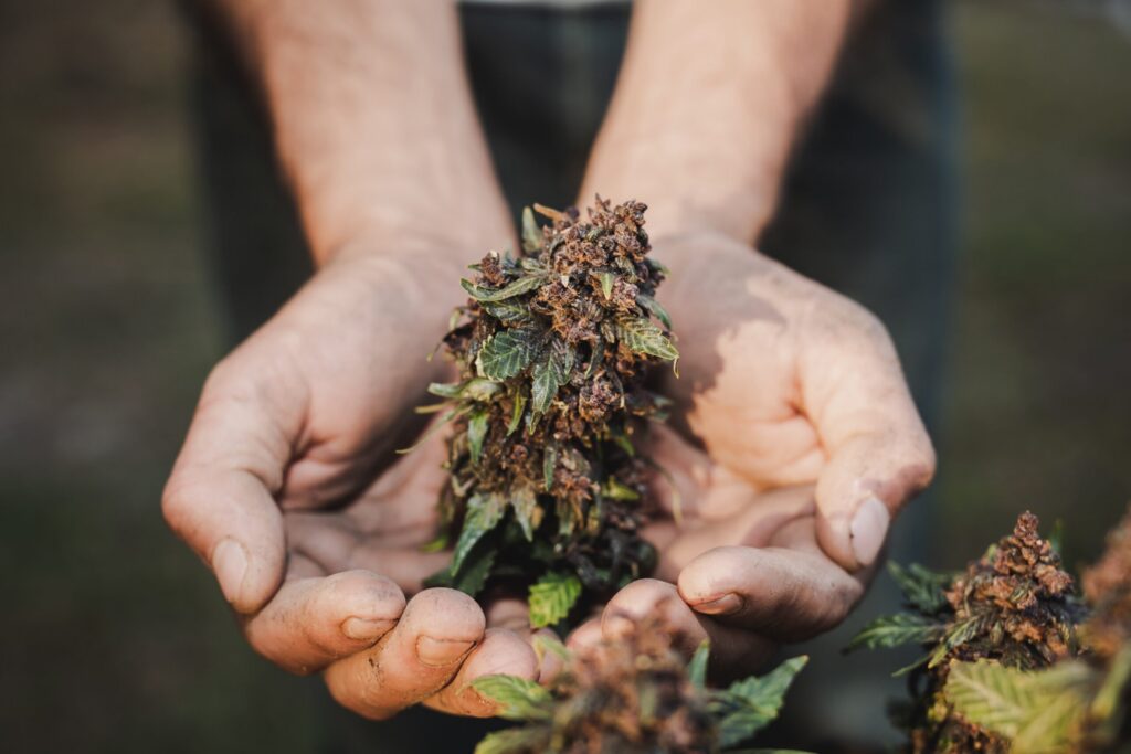 Hands holding freshly harvested cannabis flower outdoors