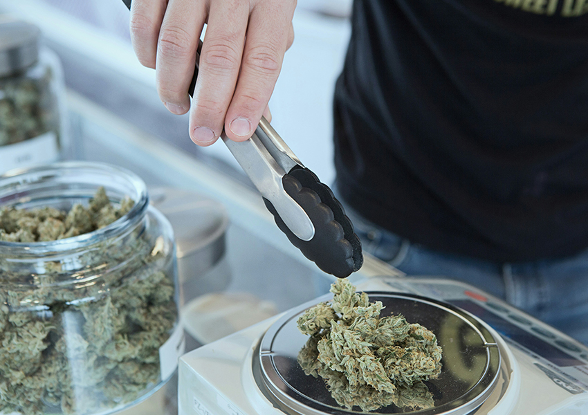 Person weighing cannabis flower on a digital scale
