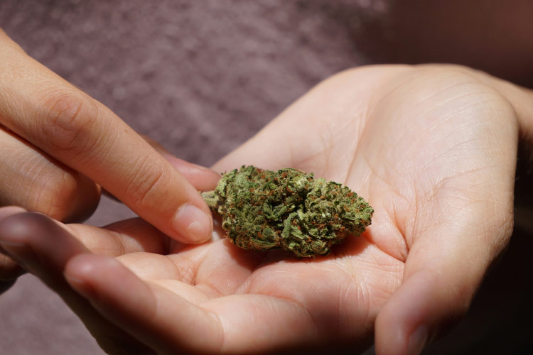 Hand holding a small cannabis bud close-up