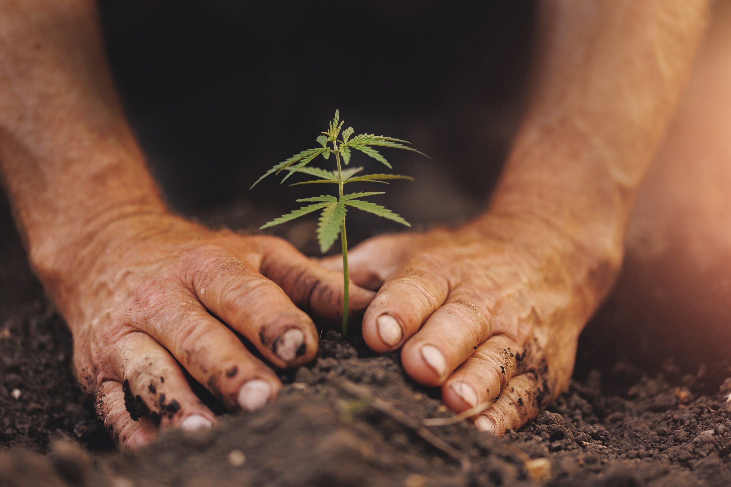 How to Grow Afternoon Delight