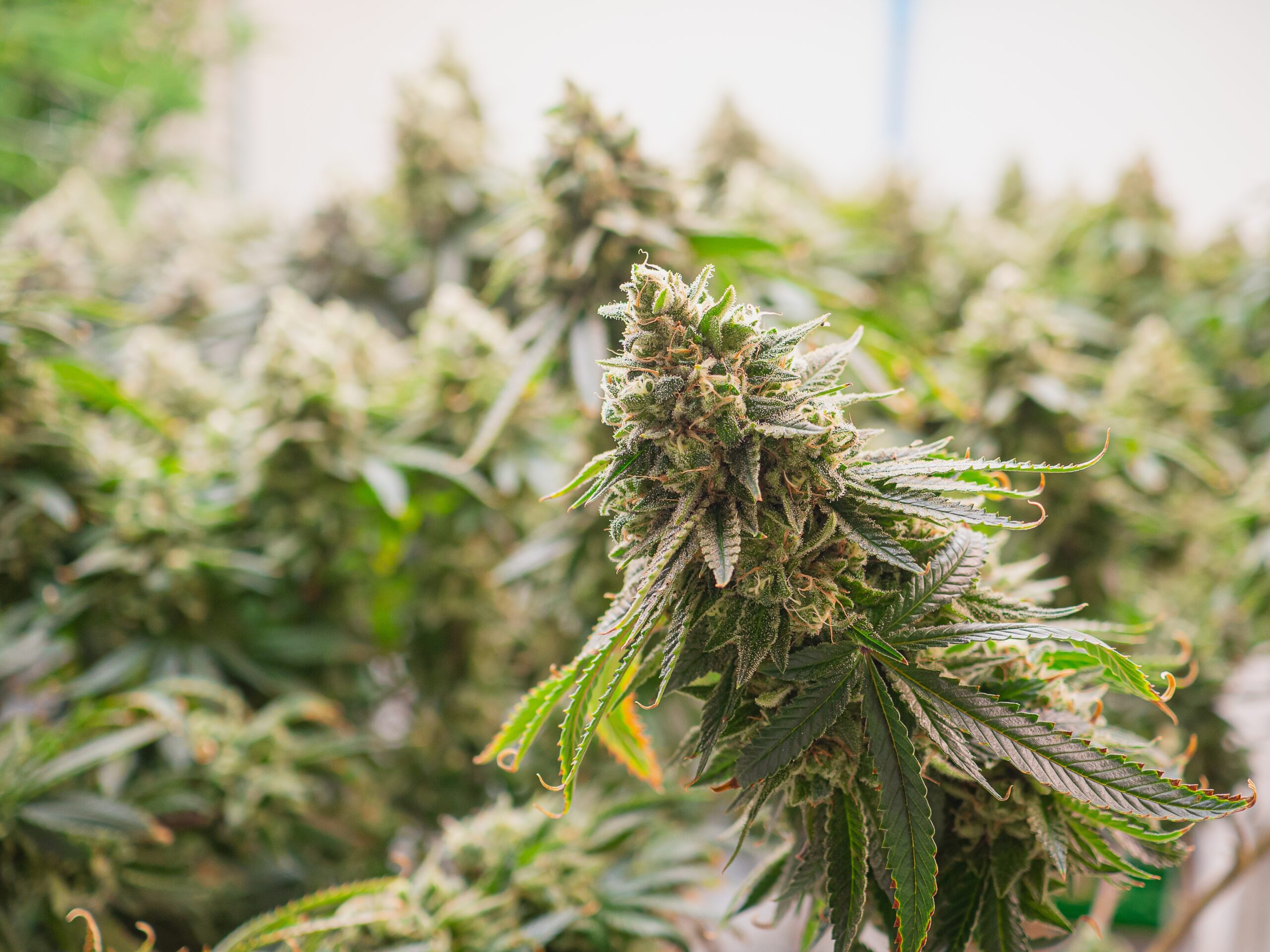 Super Boof Strain Effects