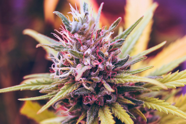 How Strong Is the Strawberry Cough Strain
