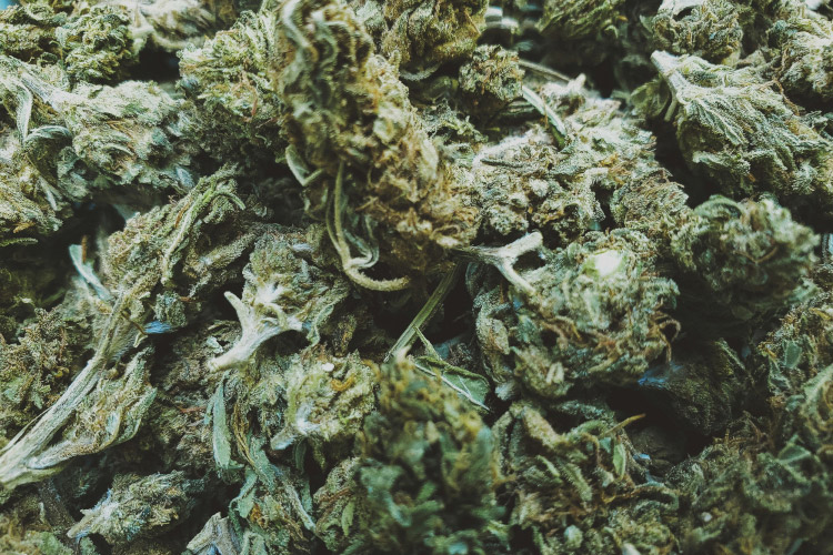What Strain Is Super Boof: Indica or Sativa
