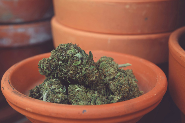 Best Practices for Growing the Afternoon Delight Strain