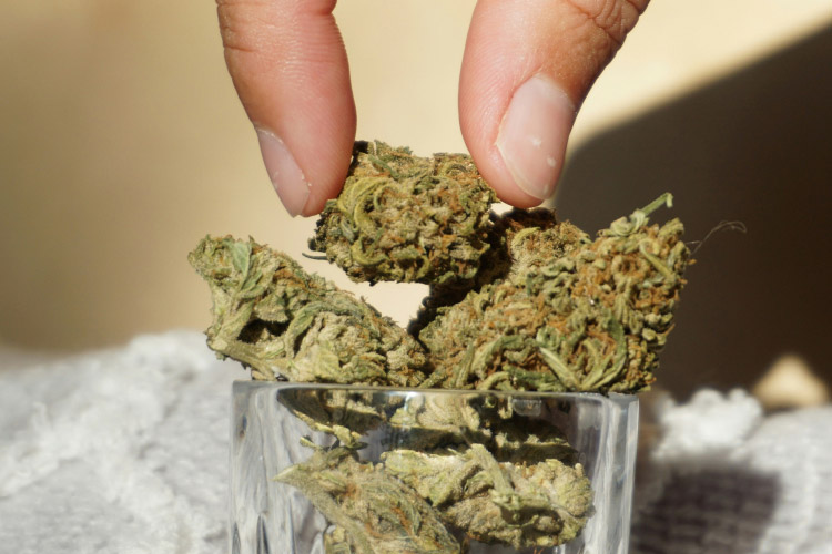 What is Cannabis Flower? Learn All About the Green | Mission