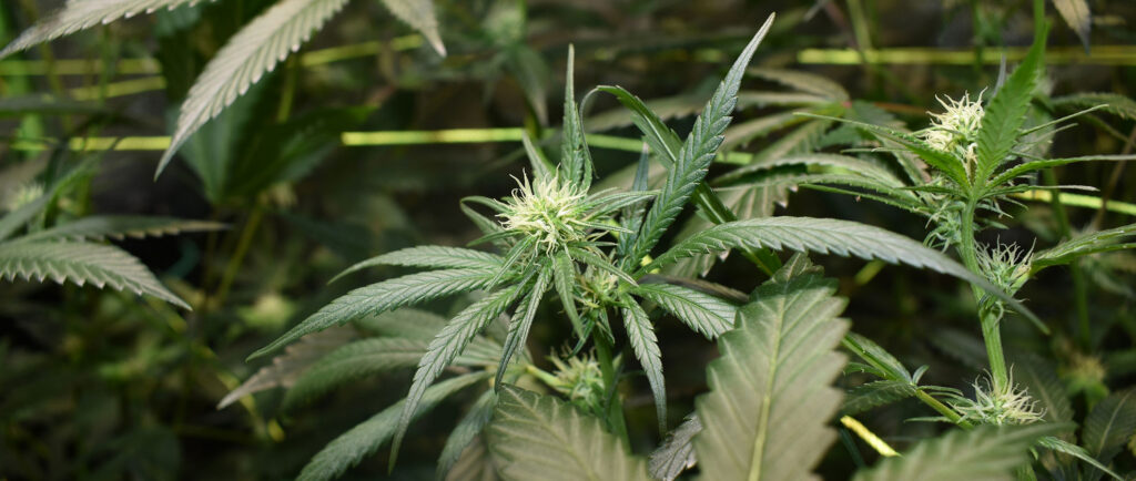 Close-up of a green cannabis plant