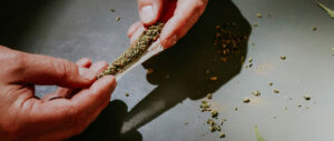 Person rolling a weed blunt with ground weed