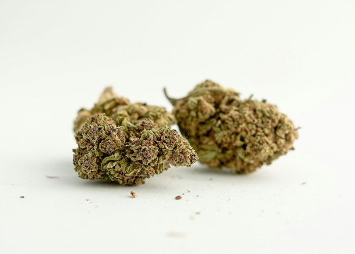 Two Brownie Scout strain buds on a white background