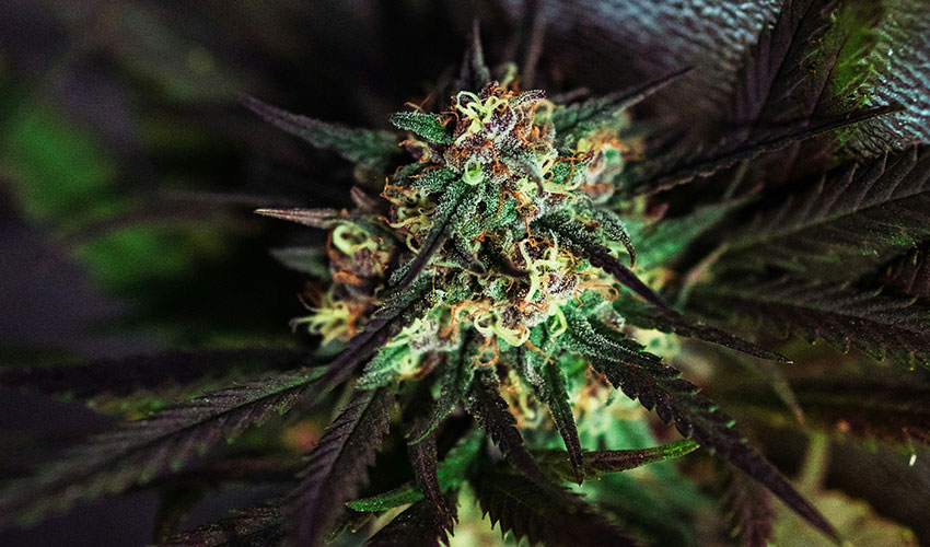 Close-up of a cannabis plant turning purple during flowering