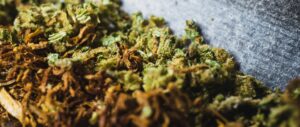 Close-up of finely crushed weed