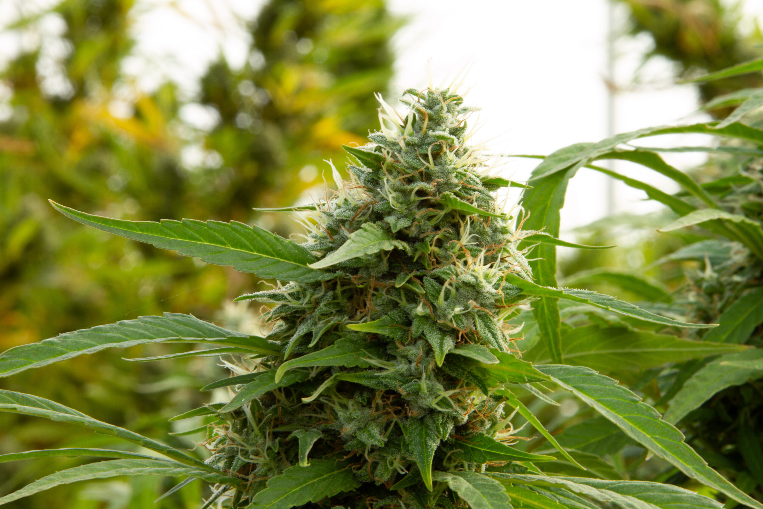 Cannabis plant in growhouse