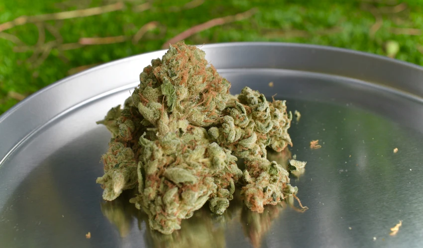 A pile of cannabis buds on a metal tray