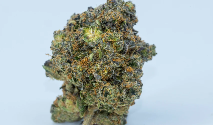 Cannabis plant with fresh green leaves on a white background