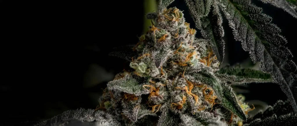 Close-up of a healthy cannabis plant showcasing its vibrant green leaves
