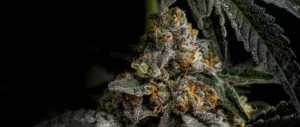 Close-up of a healthy cannabis plant showcasing its vibrant green leaves