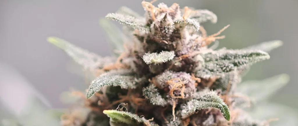 Close up of a marijuana plant on a table