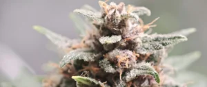 Close up of a marijuana plant on a table