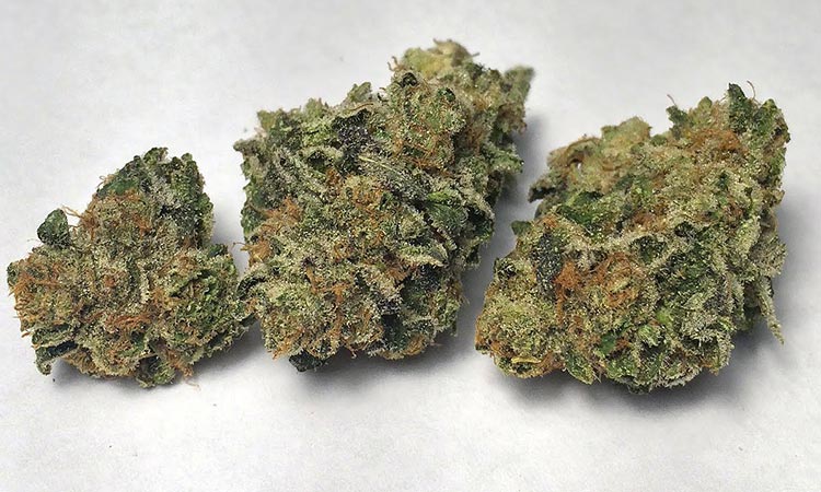 Close-up of frosty cannabis buds on white background