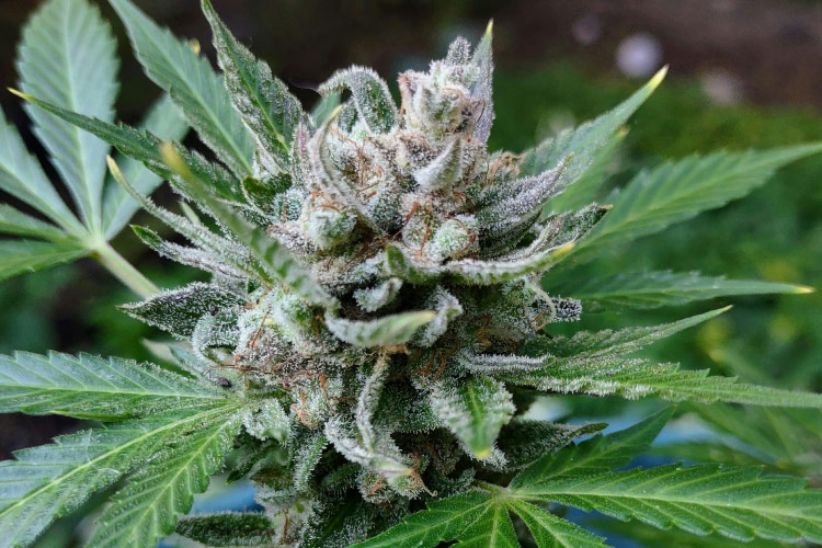 Close-up of frosty cannabis flower with green leaves
