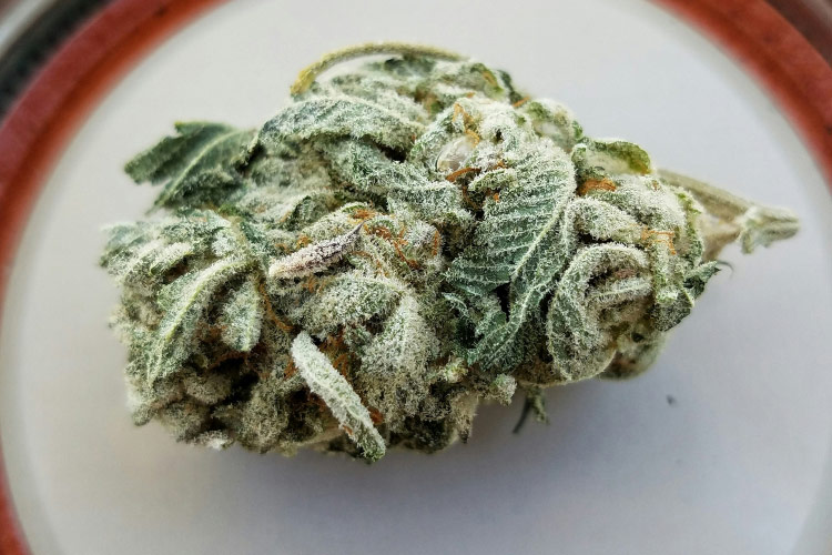 Dense cannabis bud covered in white trichomes